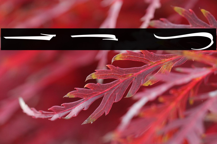 The Lord Night Thorn Swash Example 1