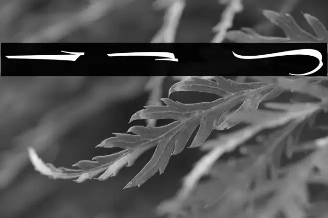 The Lord Night Thorn Swash Font examples