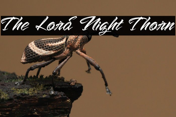 The Lord Night Thorn Example 3