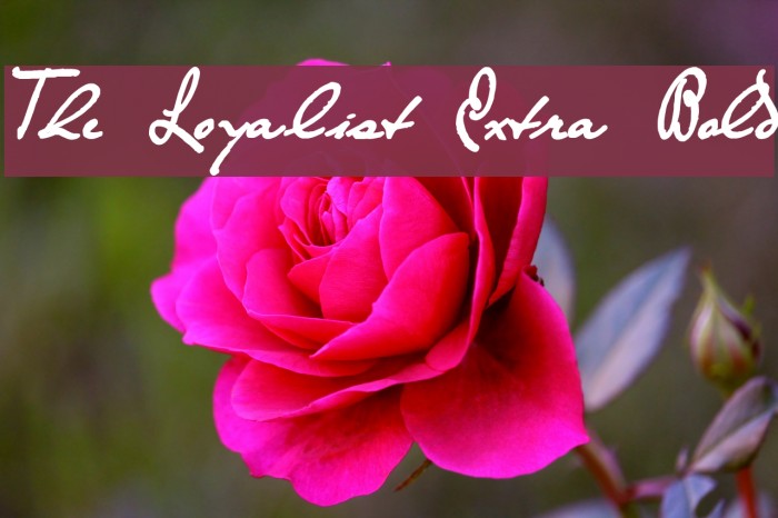 The Loyalist Extra Bold Example 2