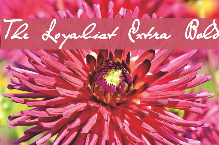 The Loyalist Extra Bold Example 3
