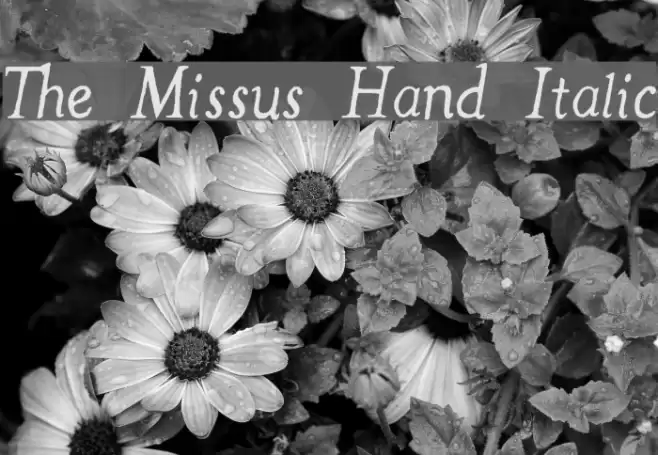 The Missus Hand Italic Font examples