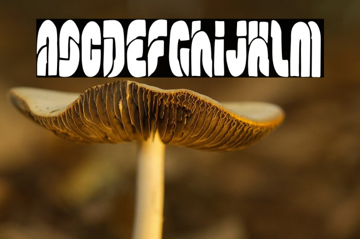 The Modern Family Empire Example 2