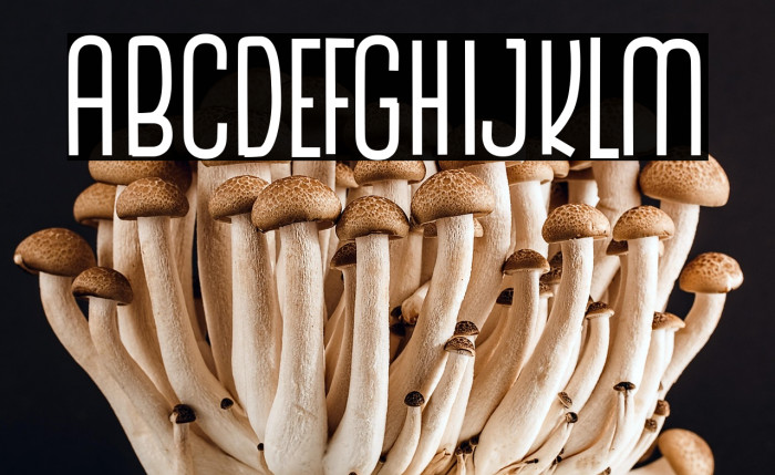 The Monthego Example 3