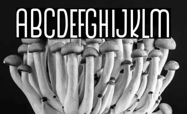 The Monthego Font examples