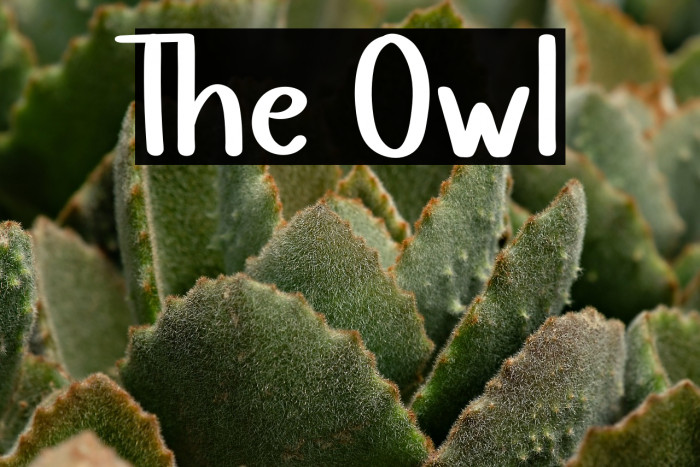 The Owl Example 1