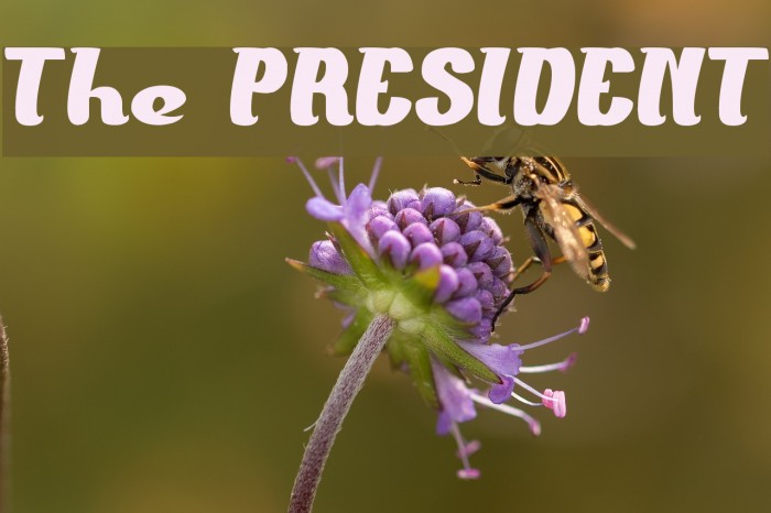 The PRESIDENT Font examples