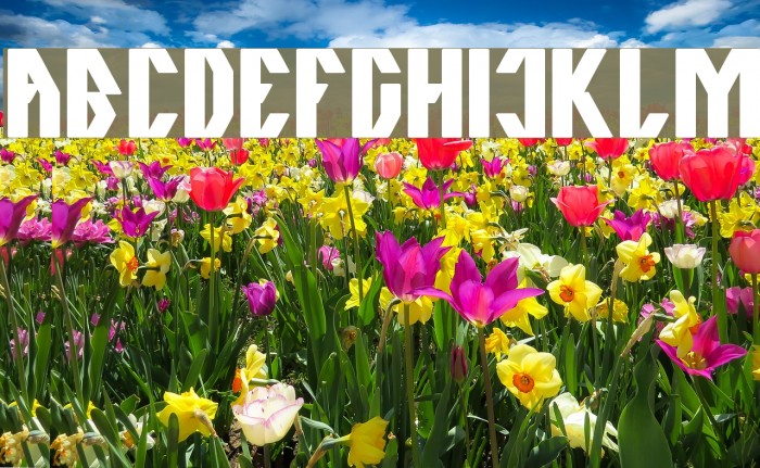 The Quick Bold Font examples