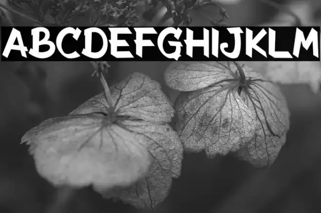 The Radicools Regular Font examples