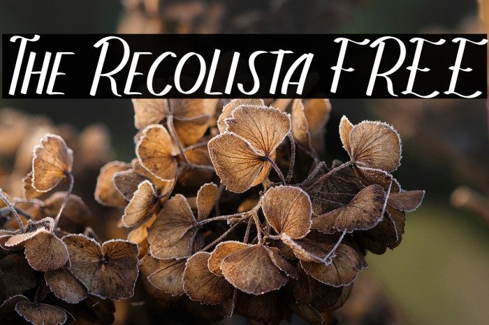 The Recolista FREE Example 3