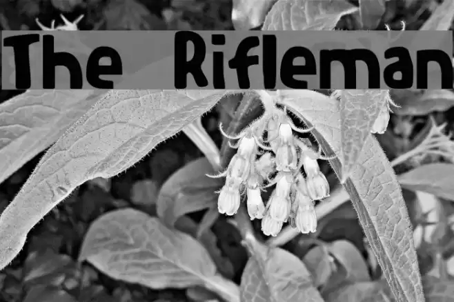 The Rifleman خط examples