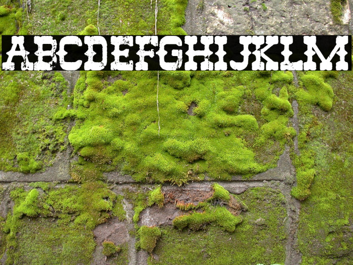The Rio Lobo Font examples