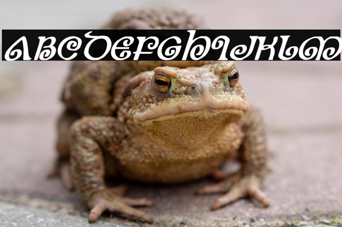 The Shire Bold Italic Example 3