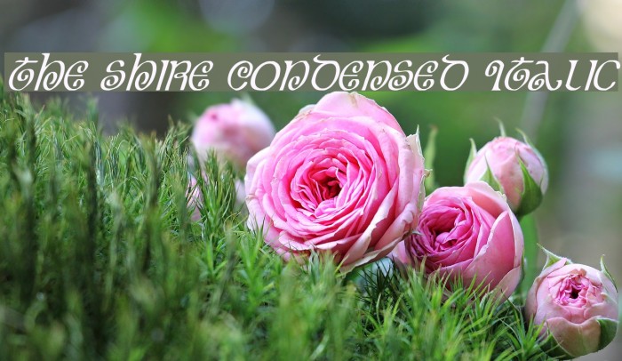 The Shire Condensed Italic Polices examples