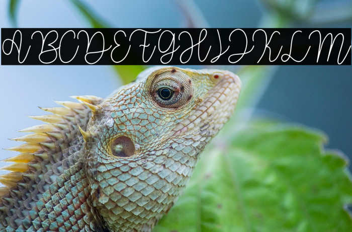 The Signature Example 1