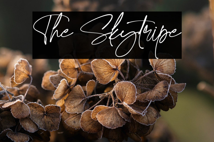 The Skytripe Example 1