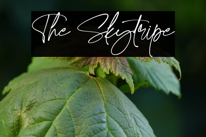 The Skytripe Example 2