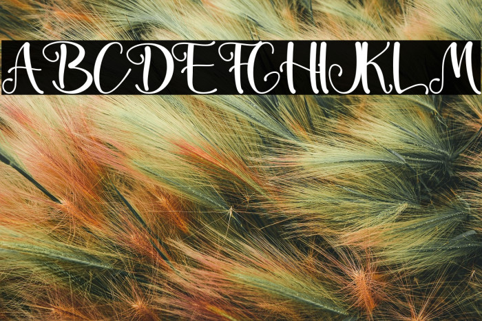 The Spring -  Personal Use Example 1