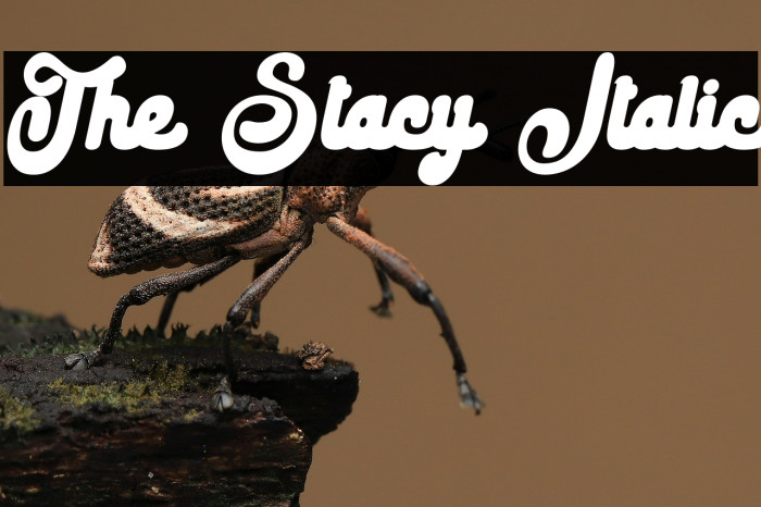 The Stacy Italic Example 1