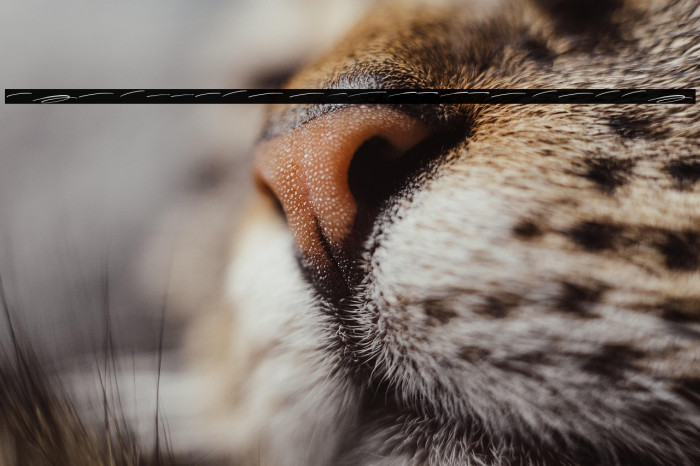 The Sultan Empire Swash Example 1