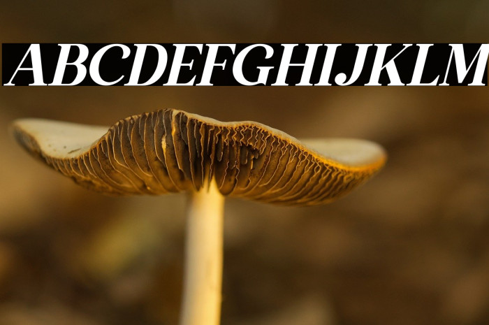 The Thesla Ohago Italic Example 2