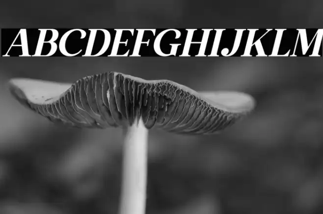 The Thesla Ohago Italic Font examples