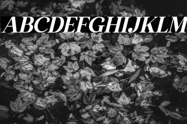 The Thesla Ohago Italic Font examples