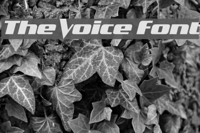 The Voice Font Font examples