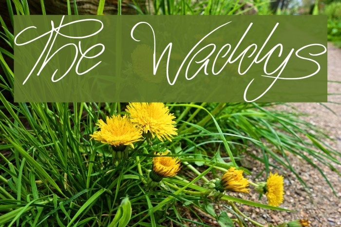 The Waddys Font examples
