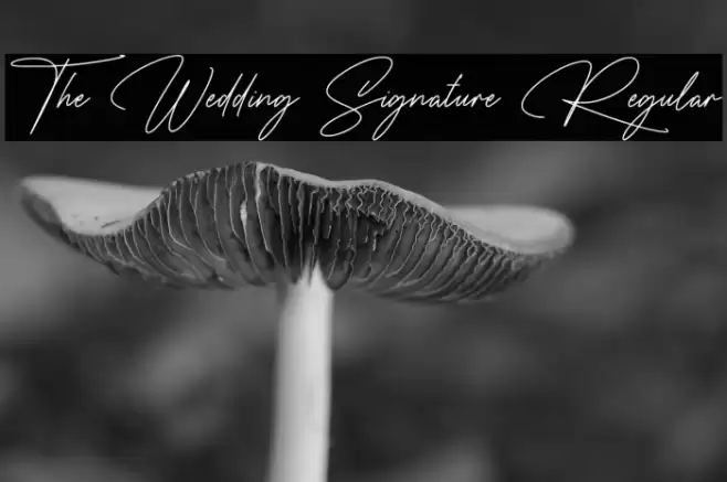 The Wedding Signature Regular 字体 examples