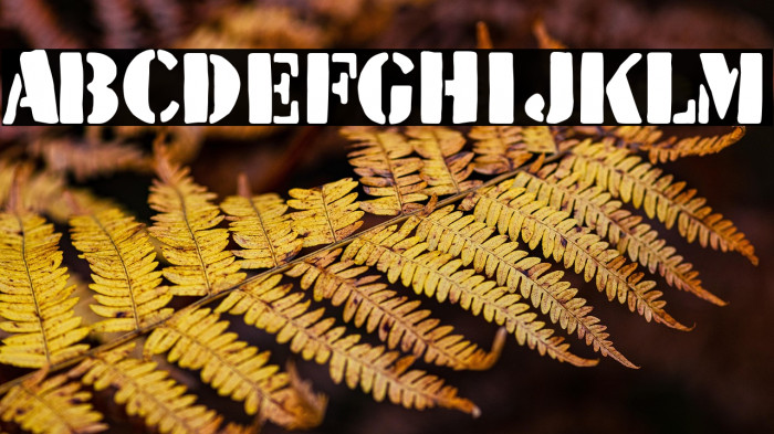 The Wild Team Example 3