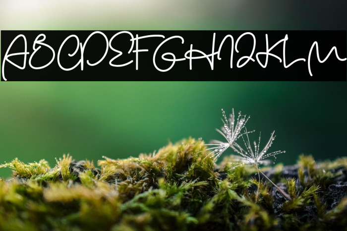 The Wonder Example 2