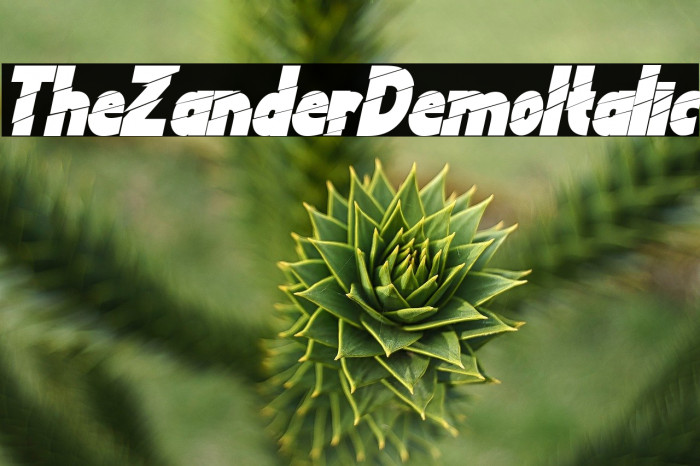 The Zander Demo Italic Example 2