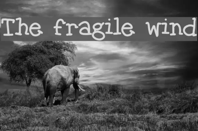 The fragile wind Font examples