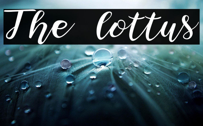 The lottus Example 1