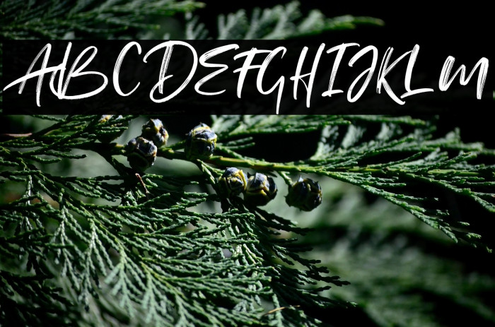 TheAndallass Example 1