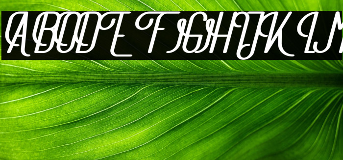 TheAthletica Example 2