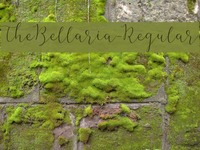 TheBellaria-Regular Example 2