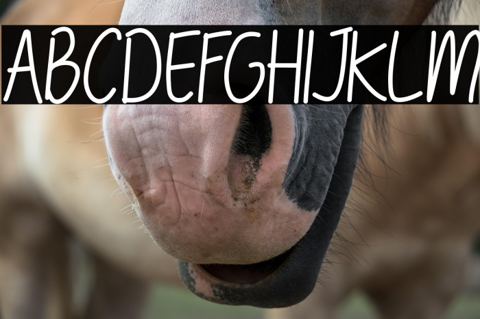 TheBillieMonlly DEMO Sans Example 3