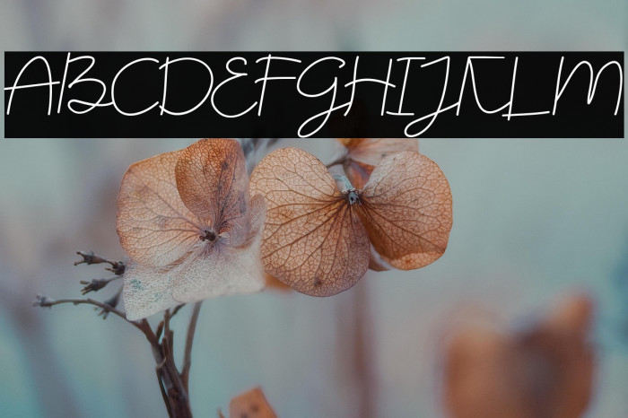 TheBillieMonlly DEMO Example 1