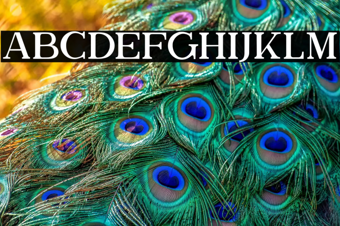 TheBrittanySerif Example 3