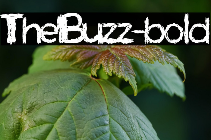 TheBuzz-bold Example 2