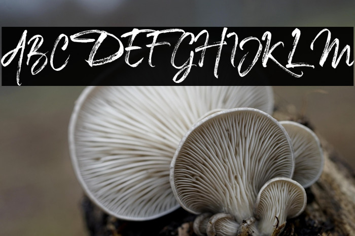 TheCaldwellscript-Regular Example 1