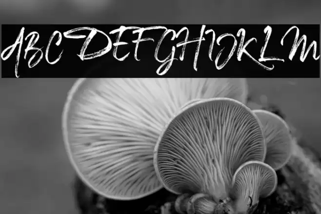 TheCaldwellscript-Regular Font examples