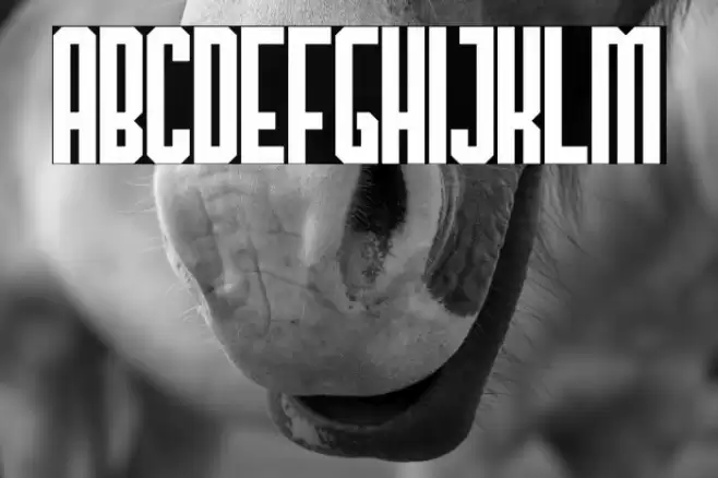 TheHangoverDecadeRegular Font examples