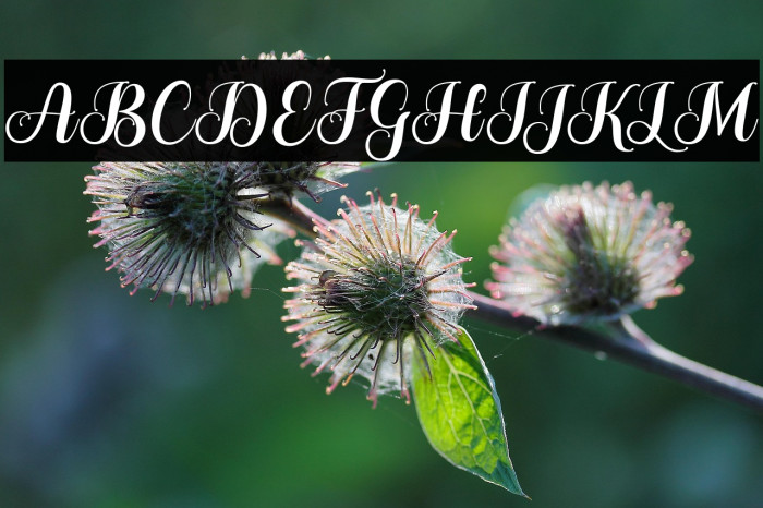 TheHumbleScript Example 1