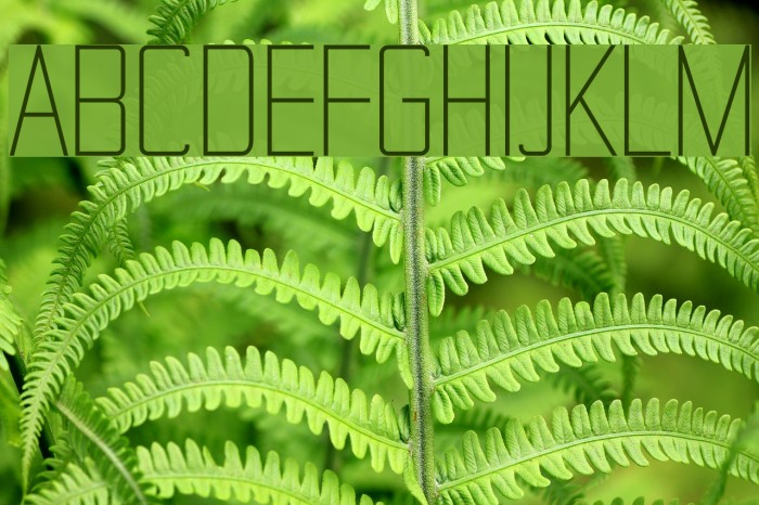 TheMatic Light Font examples