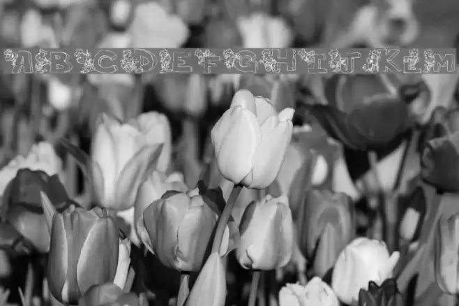 ThePerfectMan Font examples