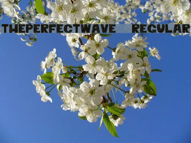 ThePerfectWave-Regular Example 3