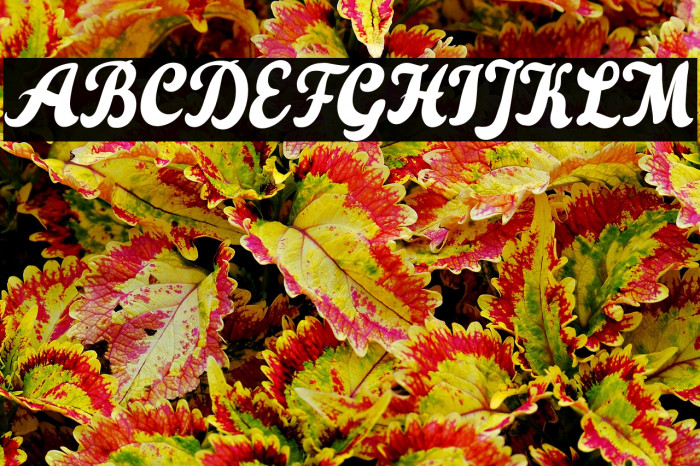 ThePoisonedHeart Example 3